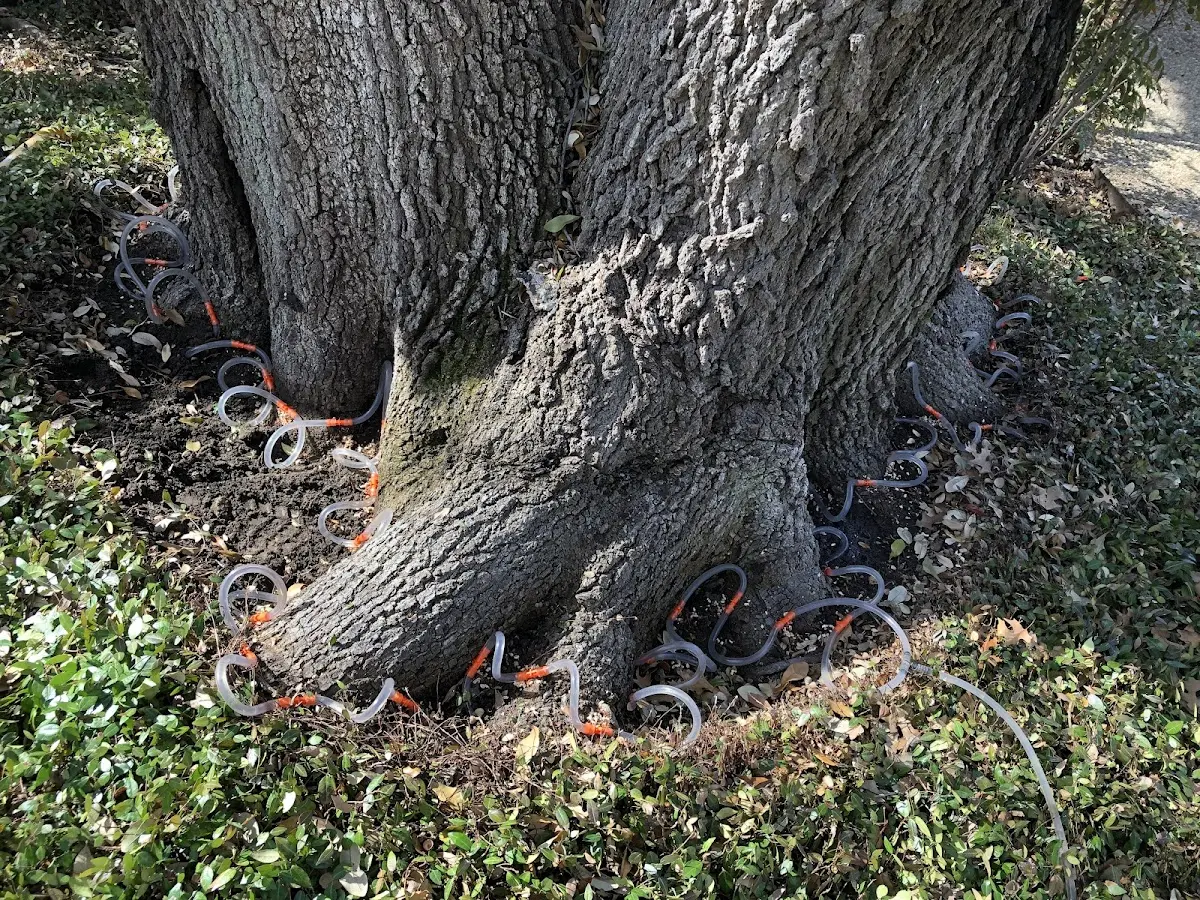 Detailed Tree Cabling and Bracing job site in Island Pond