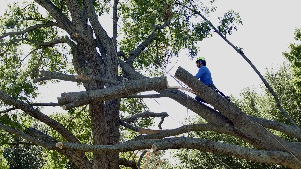 Professional Crown Thinning performed by certified arborists in Island Pond