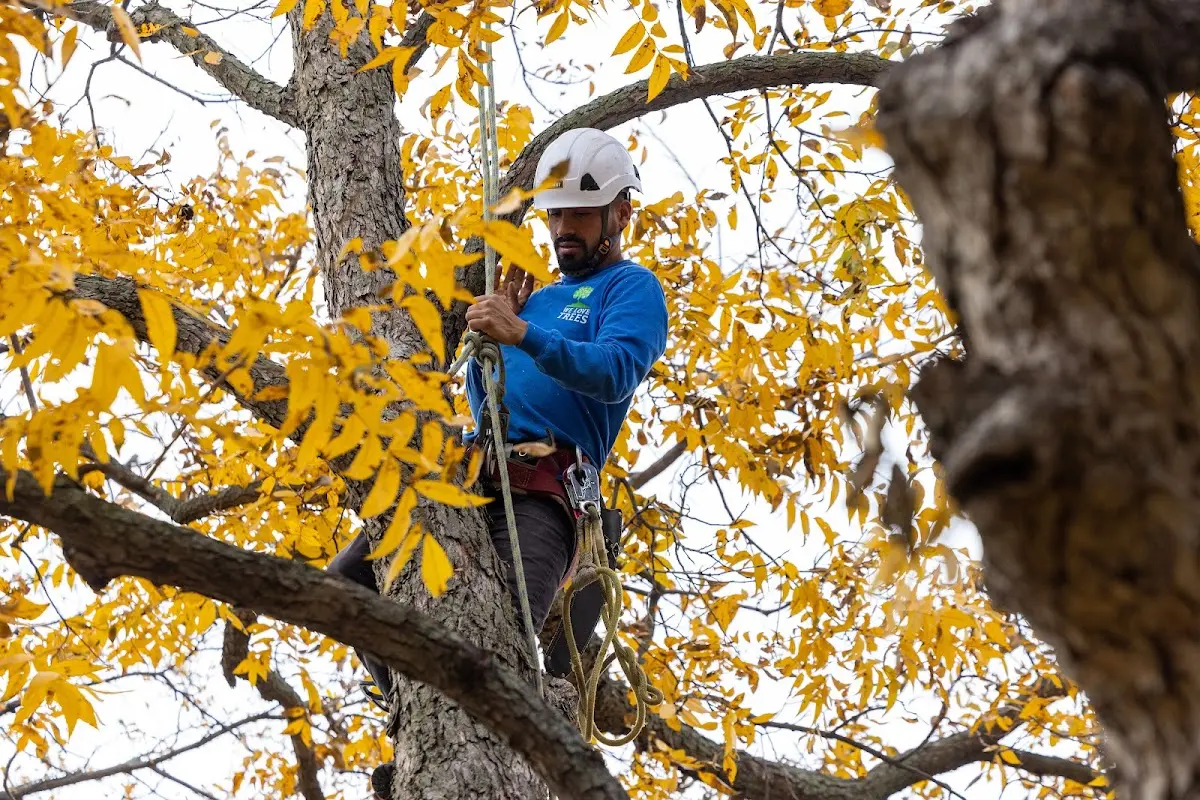 Skilled Tree Pruning crew working in Island Pond