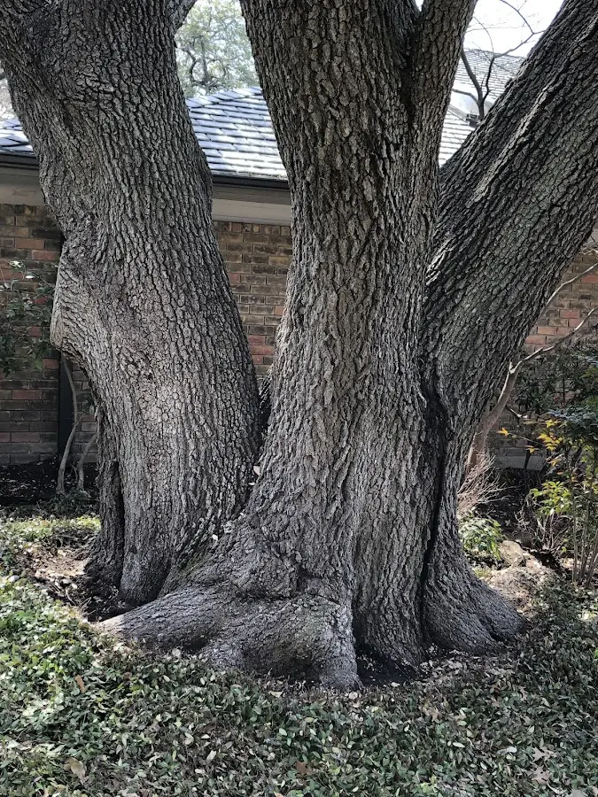 Mature heritage tree close to a Island Pond property cared for by certified arborists
