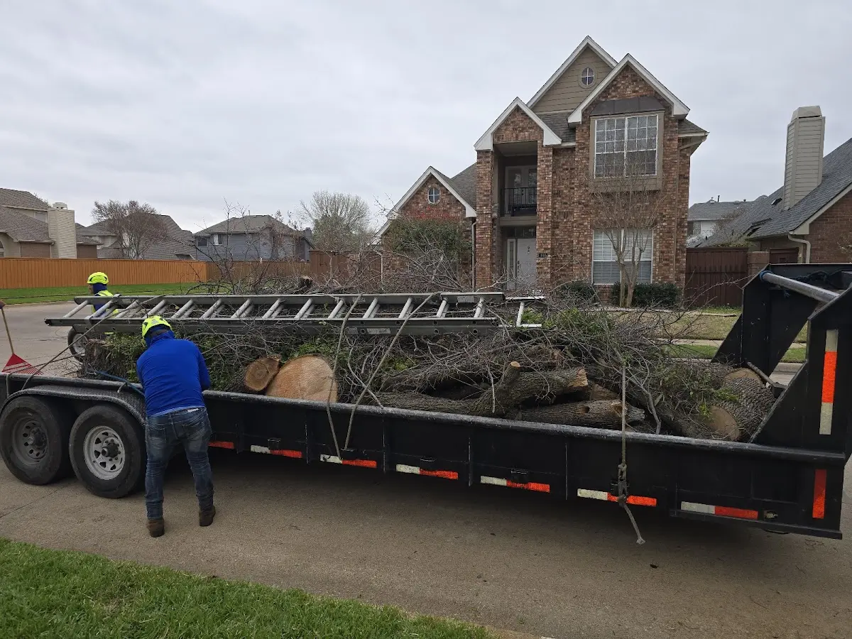 Expert Tree Removal with proper safety equipment in Island Pond